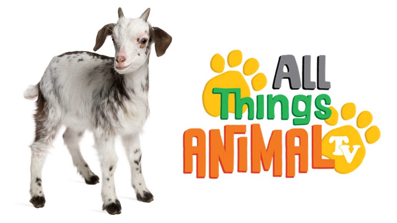 GOAT * | Animals For Kids | All Things Animal TV - YouTube