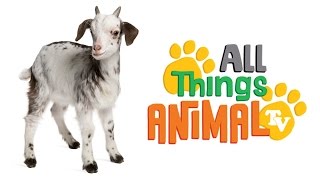 GOAT Animals For Kids All Things Animal TV
