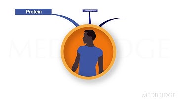 How the Body Uses Macronutrients for Energy - Barbara Hoogenboom | MedBridge