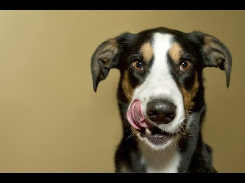 Videó: Hogyan lehet megállítani a kutyát a távirányítók táplálásától?