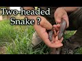 Two-headed Snake Myth | दो सिर वाला सांप | Red Sand Boa !