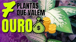 Essas 7 plantas valem OURO | Plantas que atraem dinheiro e sorte | planta  que atrai dinheiro - thptnganamst.edu.vn