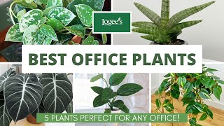 Best Office Plants - 5 Indoor Plants That Are Perfect For Any Office!