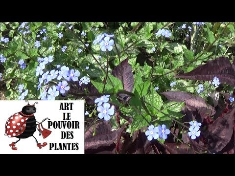 Vidéo: Growing Brunnera - Entretien des plantes pour Brunnera Macrophylla