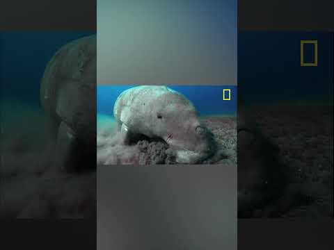 Рыба с Весом в Несколько Тонн и Самый Добрый Морской Обитатель