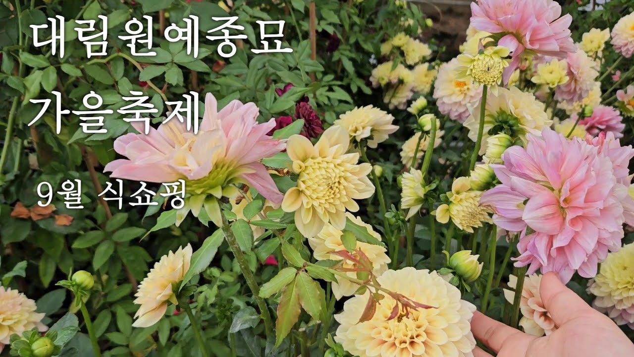 9월 식쇼핑 다녀왔어요!!(ft.대림원예종묘) 공작초/향등골/여우꼬리맨드라미/층꽃/버바스컴/장미/아스타