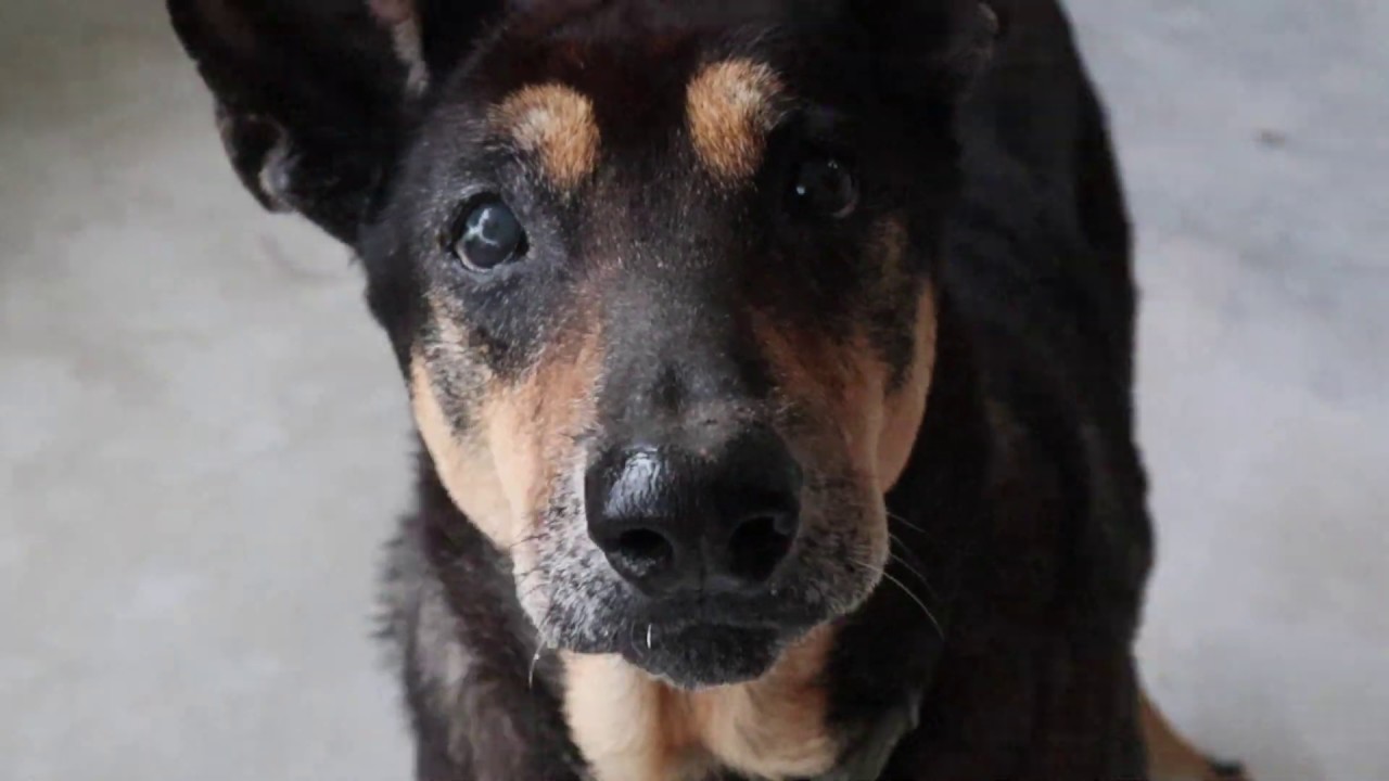 camera iphone 8 plus apk Sponsor Yak's care during his golden years