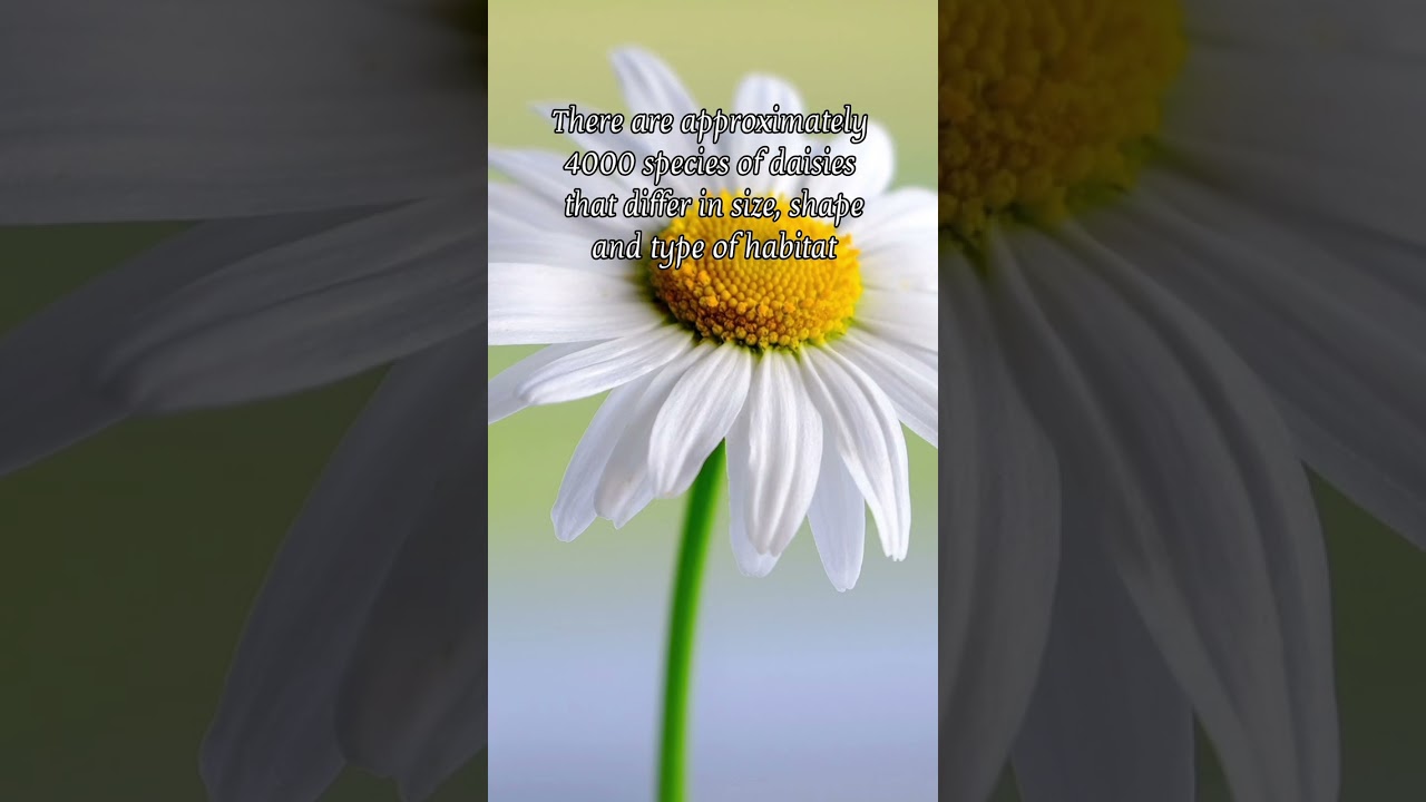 Facts On Daisy Flower|| 