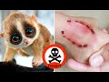 Top 10 Cute Animals That Can Kill You