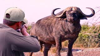 Decisive confrontations 2 hunter VS (buffalo,lion,hippo,lynx,coyote)