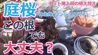 【庭桜（林生梅）】を植え替える！ネット購入の苗木の根はどうなってる？