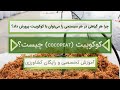 کوکوپیت و کوکوکویر چیست نکات باغبانی و کشاورزی 