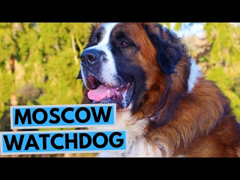 वीडियो: मॉस्को वॉचडॉग: नस्ल की विशेषताएं