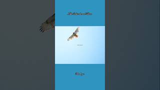 Red tailed hawk cruising along #theallmanbrothersband #ramblinman