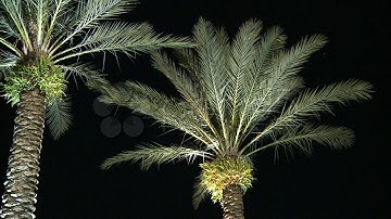 Palm Trees At Night On The Left. Stock Footage