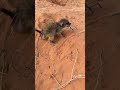 Tiny baby meerkat eats a huge lizard