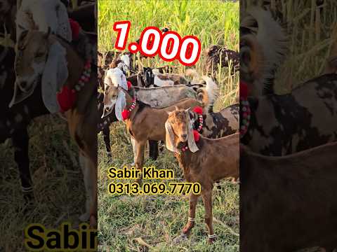 Beautiful Shera Print Tota Pari Goat FOR SALE | Premium Quality