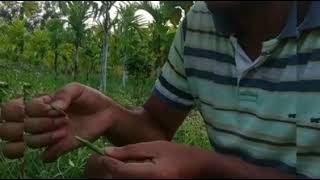 Wedge grafting in brinjal / how to grow vegetables on weed plants
