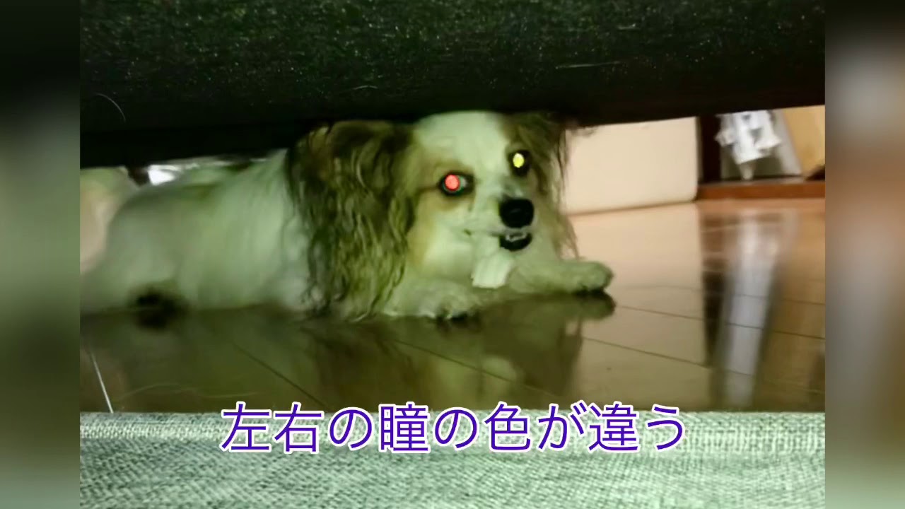 パピヨン犬はオッドアイodd Eye 暗闇に光る瞳 神秘的で綺麗です Youtube パピヨン犬はオッドアイodd Eye 暗闇に光る瞳 神秘的で綺麗です Youtube