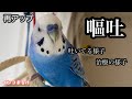 【再アップ】インコの嘔吐してる様子から治療の様子まで〜病院一日目〜 セキセイインコ Budgerigar.
