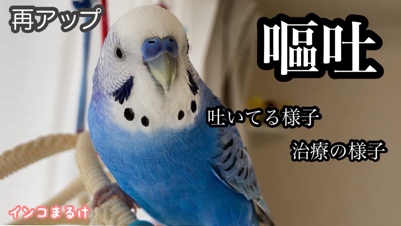 【再アップ】インコの嘔吐してる様子から治療の様子まで〜病院一日目〜　セキセイインコ　Budgerigar.