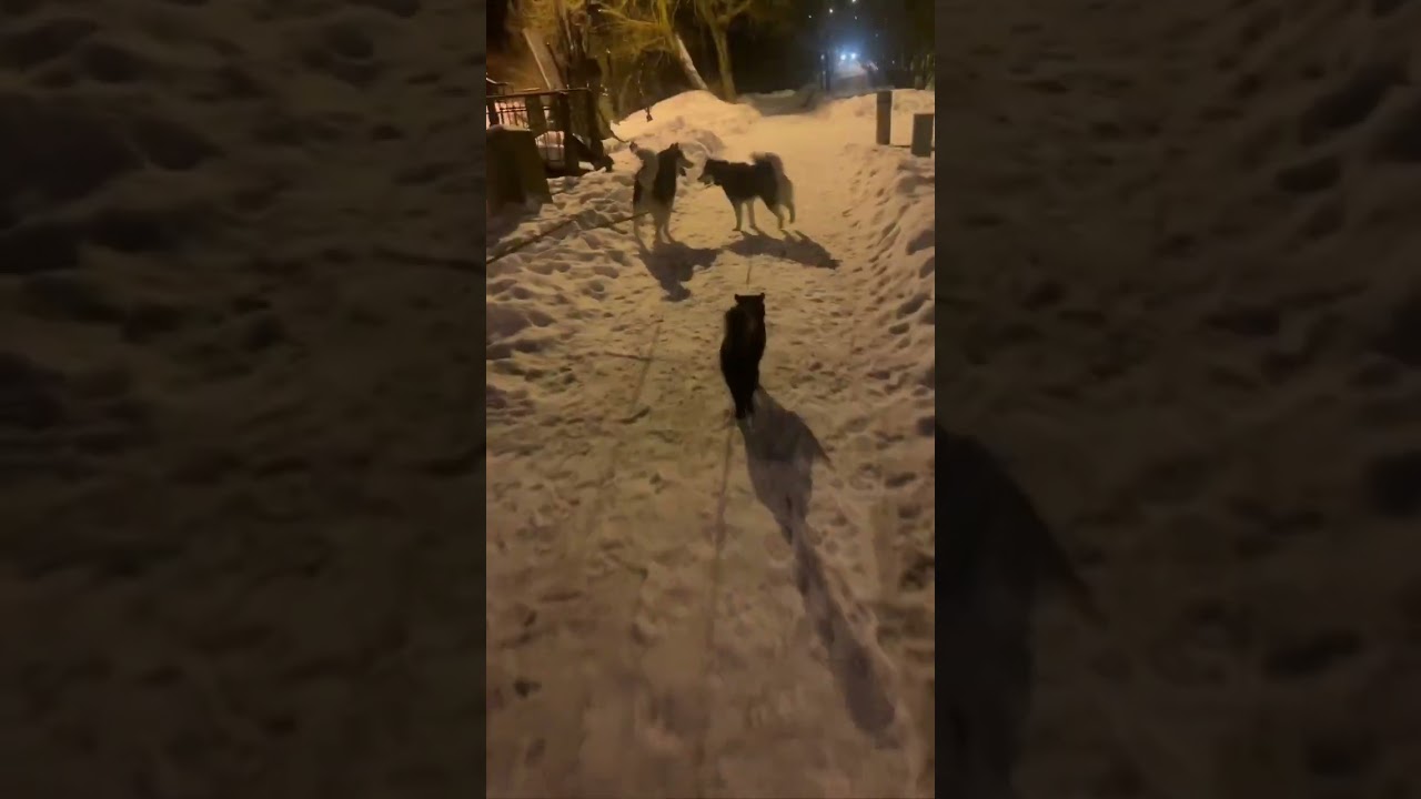 Ездовой кот 