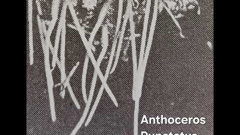 There is no planet B. Korg DSN12 only.+ Rat + Pioneer Cr333/ Mackie pro Fx 12. Tascam dp 24 sd