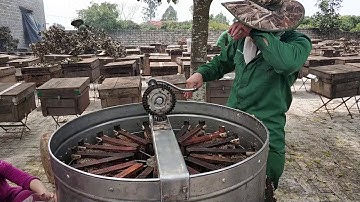 Cận cảnh quay mật ong hoa vải chính vụ,đặc sản Bắc Giang