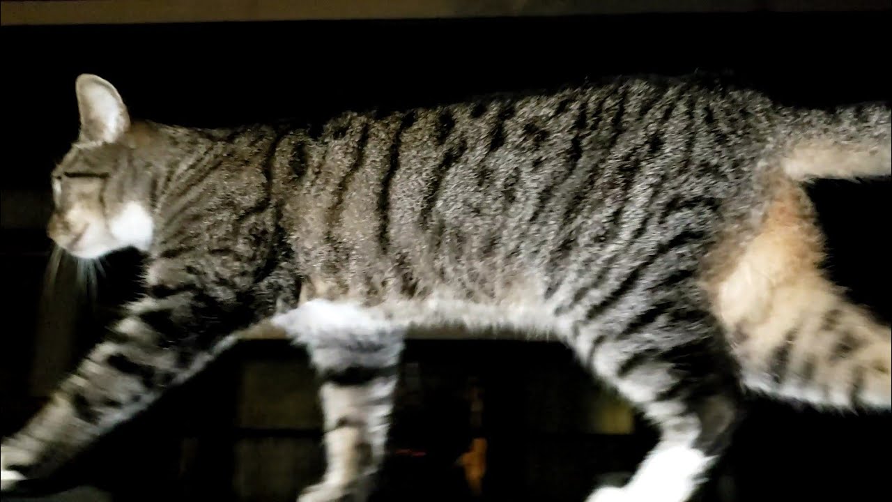 Beautiful Tabby cat does a model walk YouTube