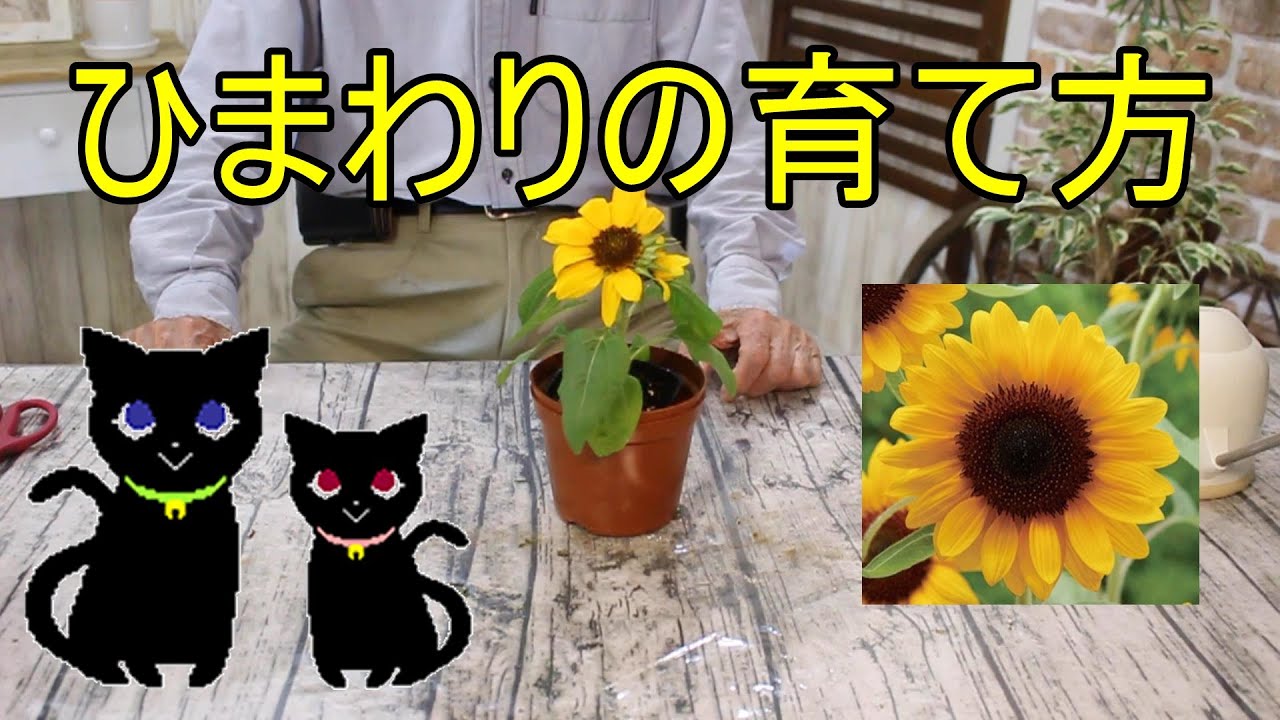 ひまわりの育て方 Youtube ひまわりの育て方 Youtube