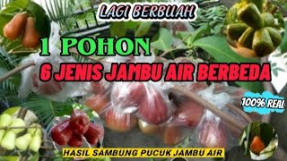LAGI BERBUAH !! SATU POHON ADA 6 JENIS JAMBU AIR BERBEDA