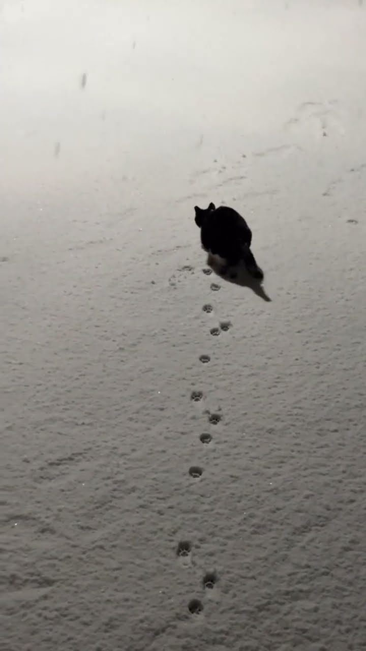 Je suis triste ?? Personne ne m'aime parce que je suis un chaton noir ?