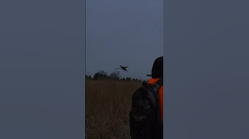 Doesn’t get much better than that! #pheasanthunting #hunting #huntingdog #pheasants