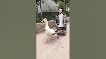 انا عايز البيضه لا عاوز السمرا ترند الوزه 