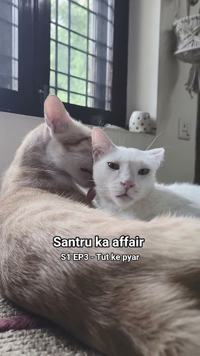 Santru Ka Affair S1 EP3 | Tut ke pyar