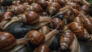 The Tiny Hunter: Watching a Snail Use its 20,000 Teeth to Eat | Microscopic Foraging