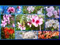 Blooming gardens, video of fresh flowers of fruit trees. Beauty, relaxation