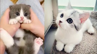 Baby Katzen - Süße Und Lustige Katzenvideos Katzenvideos