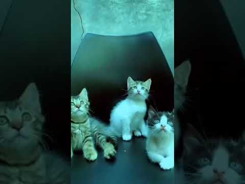 Nada dering Keren - Q Q