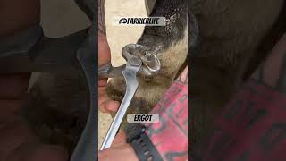 Ergot & Chestnut trim! #farrier #asmr #horse #oddlysatisfying #equestrian
