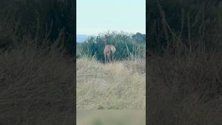 Elk at the 4L Canyon Ranch #bourboncocktails #hunting #wildlife