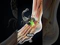 What happens inside the body when scorpion stings #humanbody #scorpion #3dmedical