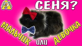 СЕНЯ - ЖЕНА ИЛИ ДРУГ? / МАЛЬЧИК ИЛИ ДЕВОЧКА? / КАКОЙ ПОЛ МОРСКОЙ СВИНКИ? / АЛИСА ИЗИ СЕНЯ - ЖЕНА ИЛИ ДРУГ? / МАЛЬЧИК ИЛИ ДЕВОЧКА? / КАКОЙ ПОЛ МОРСКОЙ СВИНКИ? / АЛИСА ИЗИ