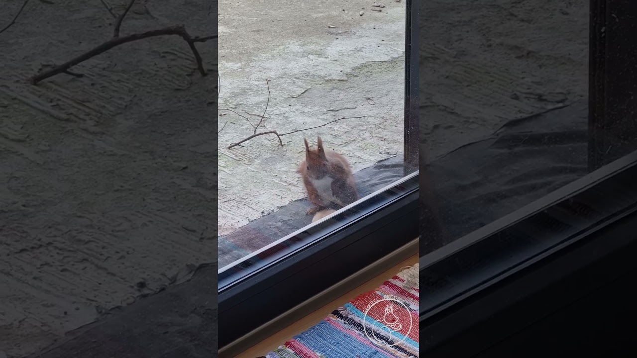 Squirrel Freddy Throws Bowl Upside Down! 🐿️🥣 | Adorable Red Squirrel Moment 