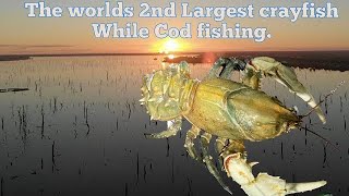 The 2nd largest crayfish in the world while cod fishing.