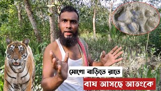 রাতে সুন্দরবনের বাঘ আসছে আতংকে Tiger prints in Sundarbans village