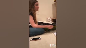 Max the cat doing math problem (@kyaxloubna on TikTok)