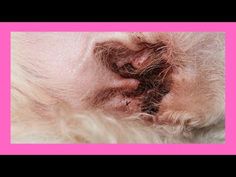 Video: Cera Marrón En Perros