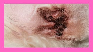 Otitis externa en perros