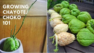 How to grow Chayote (Choko) at home - Sprouting and tricks  - Permaculture plant